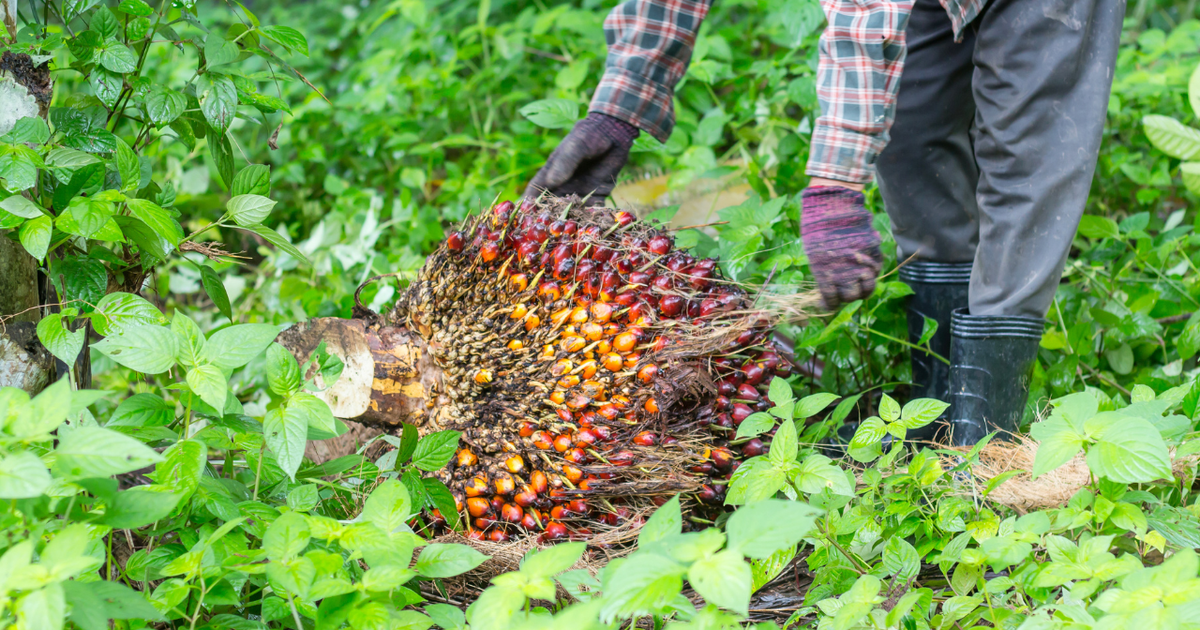 Malaysia: Indonesian workers on palm oil plantations allegedly supplying multinational brands report rights violations, incl. poverty wages, gender discrimination & precarious ...